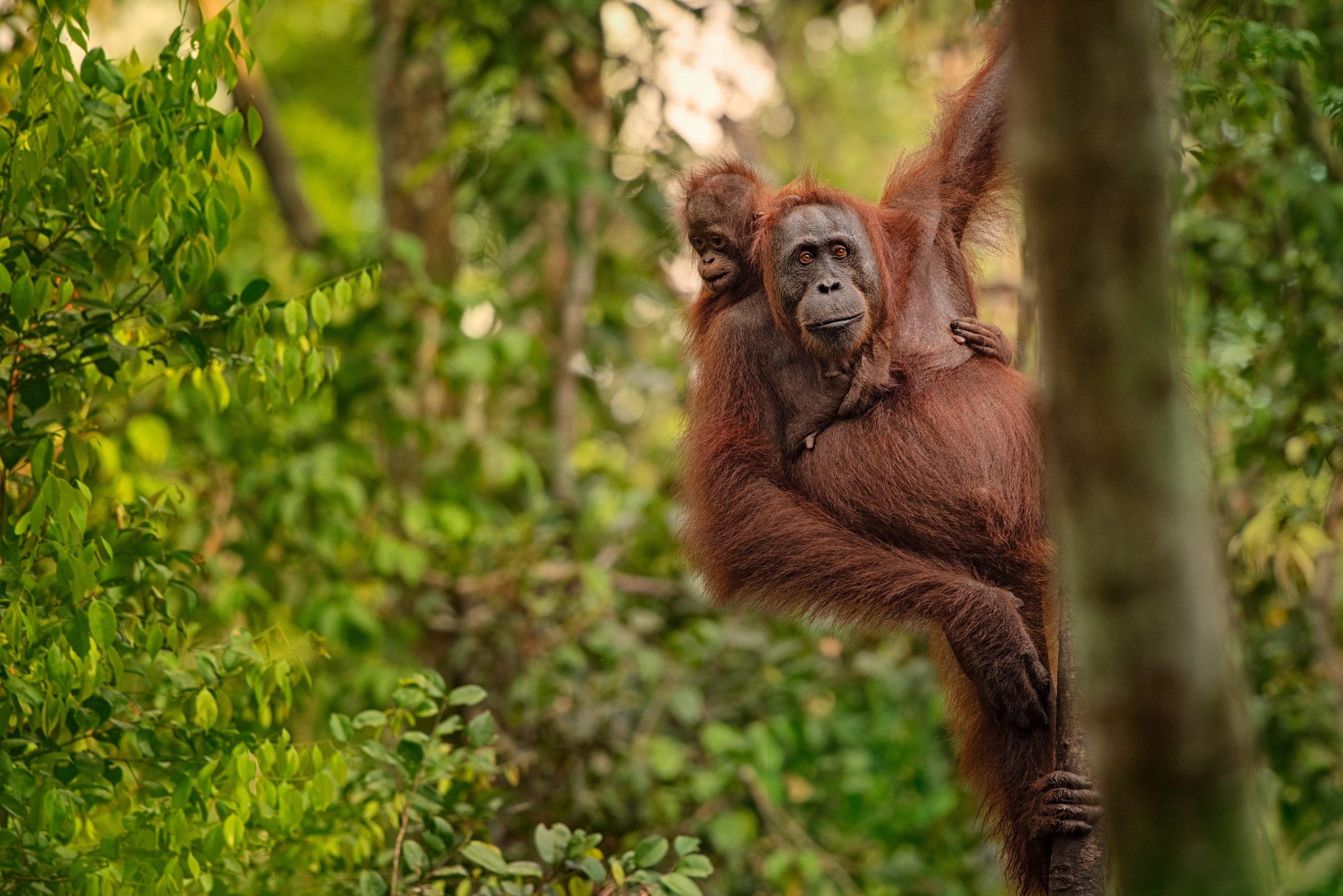 Discover Sumatra: Long Stay Adventure